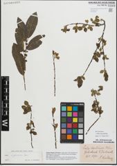 Foto von Salix myrsinifolia Salisb.